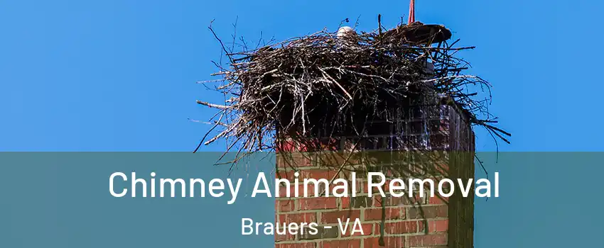 Chimney Animal Removal Brauers - VA