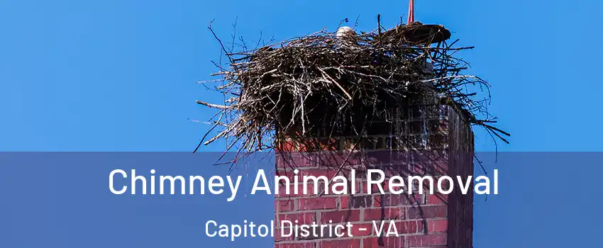 Chimney Animal Removal Capitol District - VA