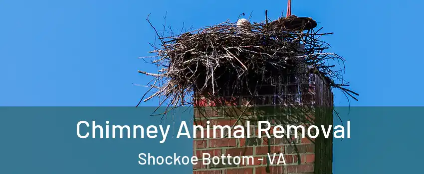 Chimney Animal Removal Shockoe Bottom - VA