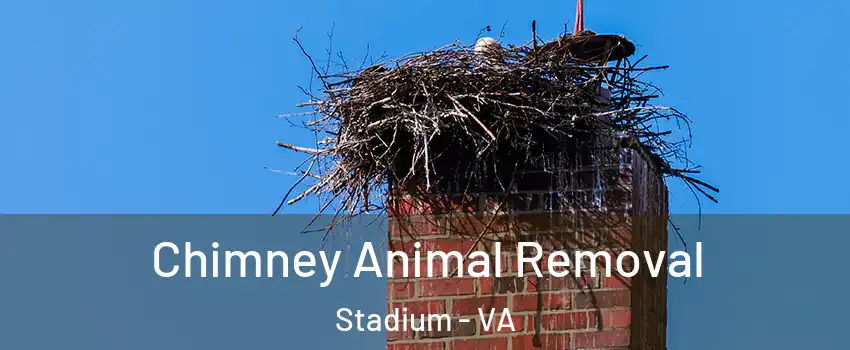 Chimney Animal Removal Stadium - VA