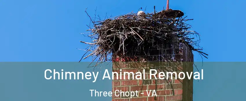 Chimney Animal Removal Three Chopt - VA