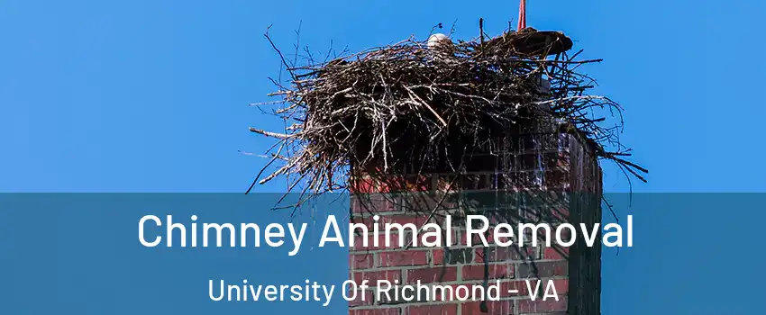 Chimney Animal Removal University Of Richmond - VA