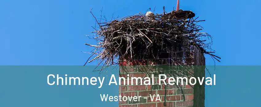 Chimney Animal Removal Westover - VA