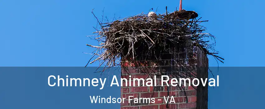 Chimney Animal Removal Windsor Farms - VA