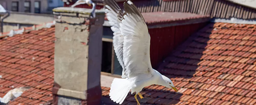 Residential Chimney Animal Removal Solution in Davee Gardens, VA